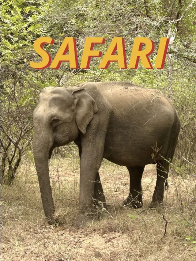 Safari